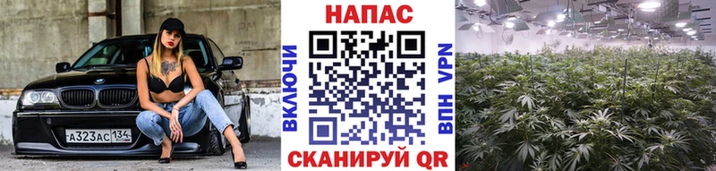 цена наркотик Крымск OMG вход Канабис OG Kush